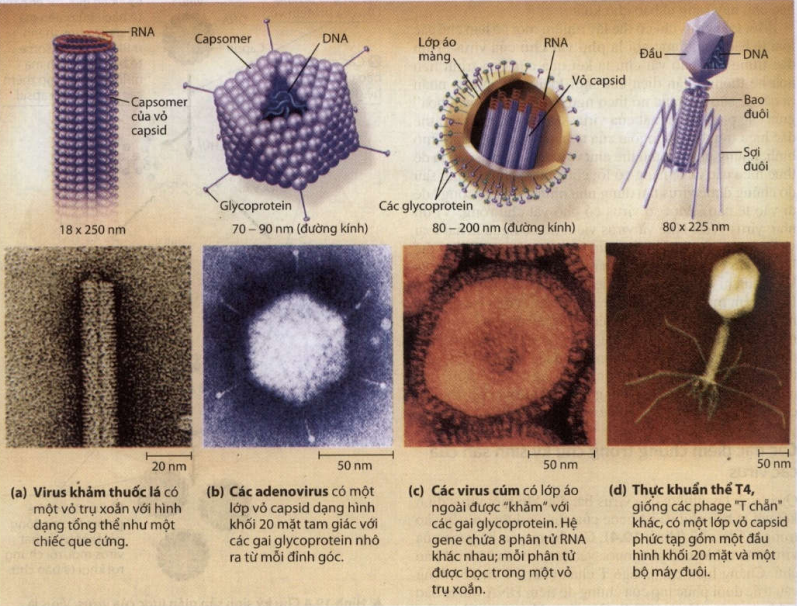 Cấu trúc các loại virus chuyên mục sinh học vi sinh vật