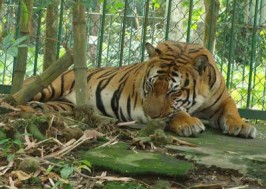 Nhớ rừng của Thế Lữ mượn lời con hổ bị nhốt trong vườn bách thú để diễn tả sự sâu sắc nỗi chán ghét thực tại tầm thường, giả dối và niềm khao khát tự do một cách mãnh liệt